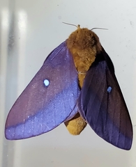 Anisota pellucida