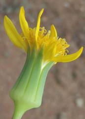 Senecio abbreviatus