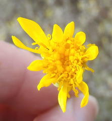 Senecio abbreviatus