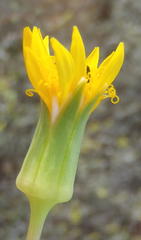 Senecio abbreviatus
