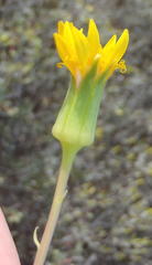 Senecio abbreviatus