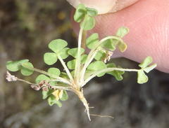 Oxalis fergusonae