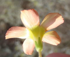 Oxalis fergusonae