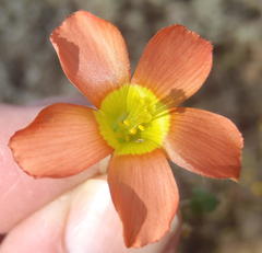 Oxalis fergusonae