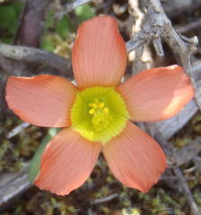 Oxalis fergusonae