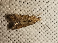 Brachmia blandella