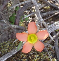 Oxalis fergusonae