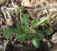 Oxalis fergusonae