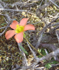 Oxalis fergusonae
