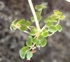 Oxalis fergusonae