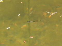 Cnesterodon decemmaculatus