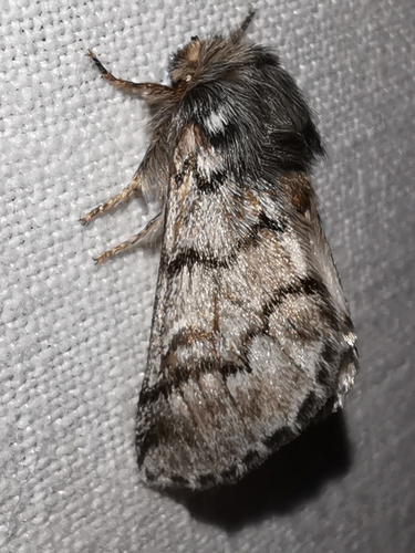 Pine Processionary-moth, 83340 Le Cannet-des-Maures, France, photo 10 of 10