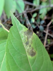 Aulagromyza orbitalis
