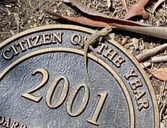 Sceloporus occidentalis