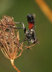 Cylindromyia interrupta