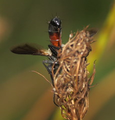 Cylindromyia interrupta