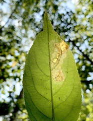 Aulagromyza orbitalis