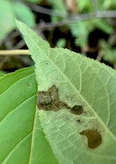 Aulagromyza orbitalis