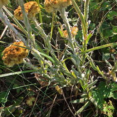 Helichrysum cephaloideum