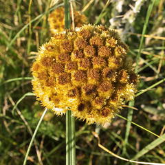 Helichrysum cephaloideum