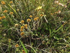 Helichrysum cephaloideum