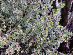 Cliffortia complanata