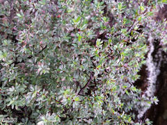 Cliffortia complanata