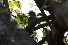 Thamnophilus pelzelni