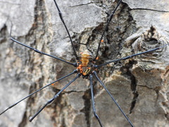 Homolophus serrulatus
