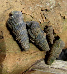 Cerithidea decollata