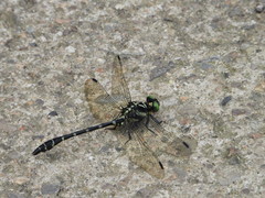 Dubitogomphus bicornutus