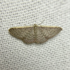 Idaea inversata
