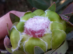 Protea coronata