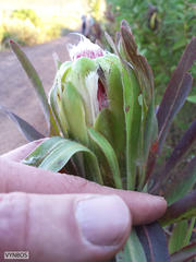 Protea coronata