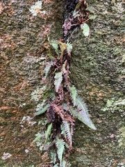 Blechnum laevigatum