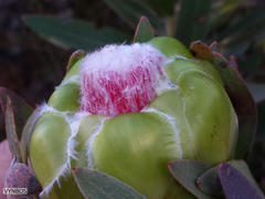Protea coronata
