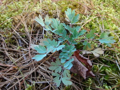 Capnoides sempervirens