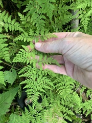 Cystopteris reevesiana