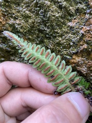Blechnum laevigatum