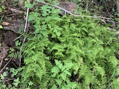 Cystopteris reevesiana
