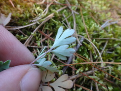 Capnoides sempervirens