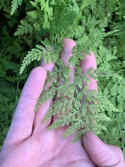 Cystopteris reevesiana
