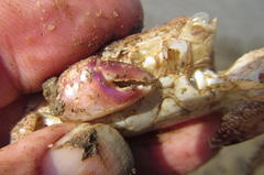 Metopograpsus thukuhar