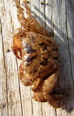 Metopograpsus thukuhar