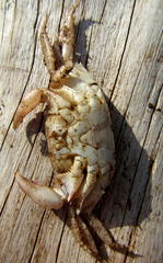 Metopograpsus thukuhar