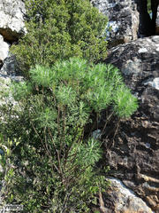 Hymenolepis