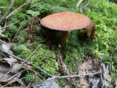 Aureoboletus russellii