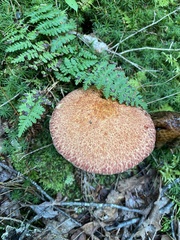 Aureoboletus russellii