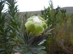 Protea coronata