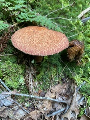 Aureoboletus russellii